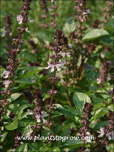 purple-red terminal racemes with the small pink flowers